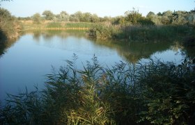Salt location1, © Adolf Haider A tranquil pond surrounded by reeds and trees under a clear sky.