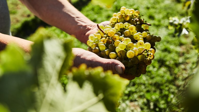 Grapes, © Weinviertel Tourismus / Michael Liebert Close-up of hands holding a bunch of grapes in the vineyard.