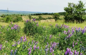 On the Reithen, © Weinstraße Weinviertel Blooming meadow with purple flowers in the foreground, vineyards and fields in the background.