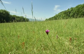 Diana meadow, © Prendinger Diana meadow, © Prendinger
