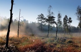 Foggy mood in the Heidenreichstein moor, © Wolfgang Dolak Fog in the Heidenreichstein moor with trees and grass in the foreground.