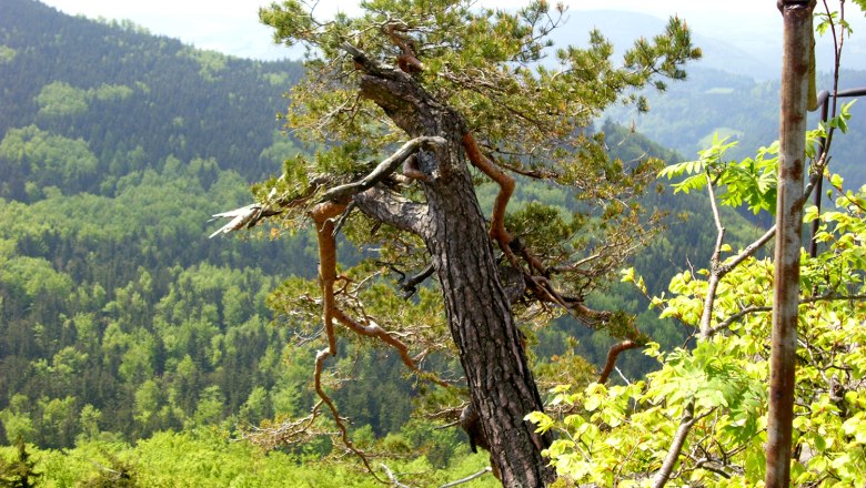 Castle stone wall, © Bertl Castle stone wall, © Bertl