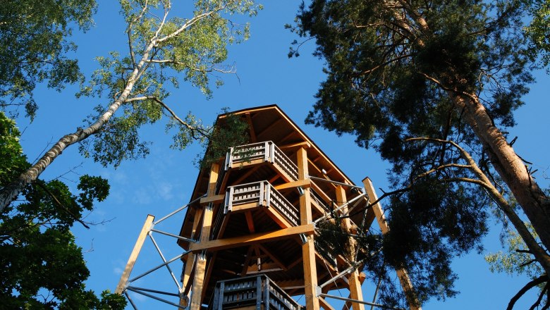 Blockheide Gmünd observation tower, © Waldviertel Tourismus, Reinhard Mandl Wooden lookout tower in a forest, surrounded by tall trees, under a blue sky.