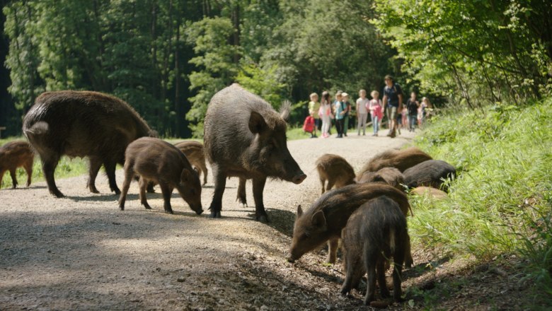 Sparbach Nature Park, © Naturpark Sparbach/Stütz Wild boars in the Sparbach Nature Park on a forest path, a group of people in the background.