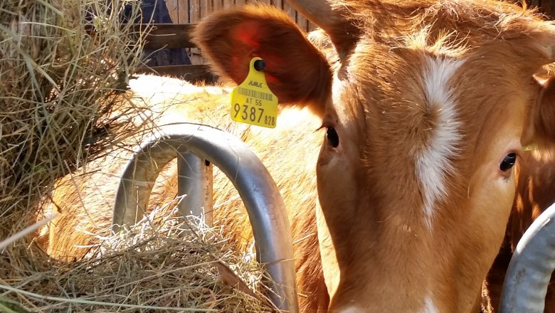 Cows, © Annahof Cows, © Annahof