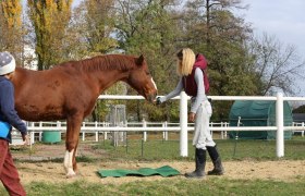 Disco Cavallo, © Disco Cavallo Disco Cavallo, © Disco Cavallo