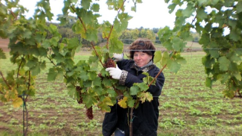 Winemaker, © Familie Schüller Person harvesting grapes in a vineyard.