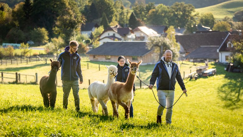 Ederer's alpaca farm with farm store, © Wiener Alpen, Christian Kremsl People leading alpacas on a green meadow in sunny weather.