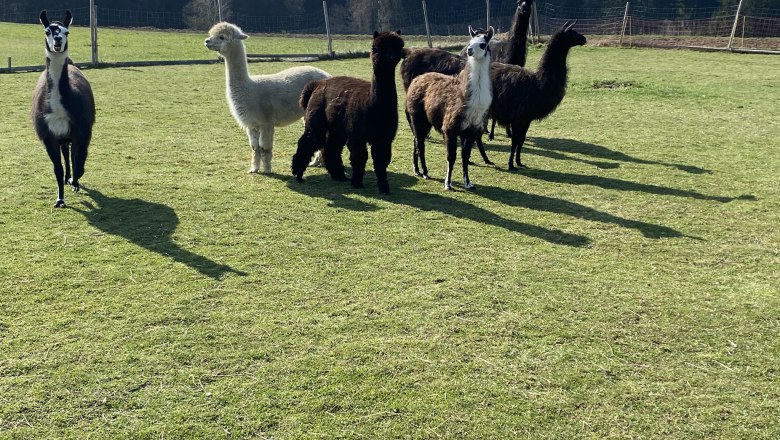 Our alpacas and llamas, © ALZV-Rudolf Bauer, MBA Our alpacas and llamas, © ALZV-Rudolf Bauer, MBA