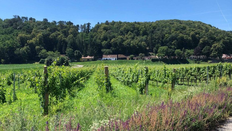 Eichberg wine cellar lane, © Donau Niederösterreich Vineyards with forest in the background under a clear sky.