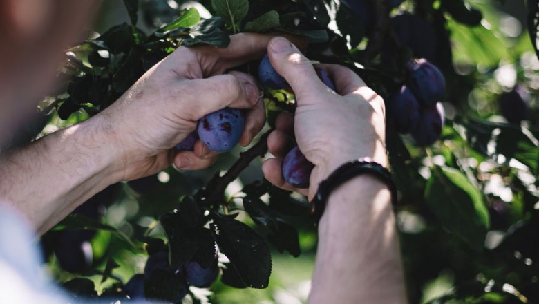 Inn garden for seasoning and preserving, © Niederösterreich Werbung/Mara Hohla Hands picking plums from a tree.