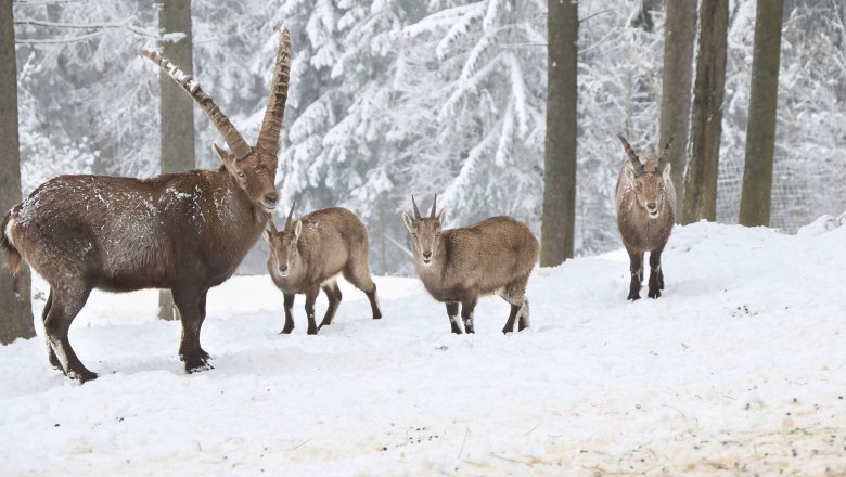 Hohe Wand Nature Park, © Naturpark Hohe Wand/Fraller Four ibexes in the snow in the Hohe Wand Nature Park.