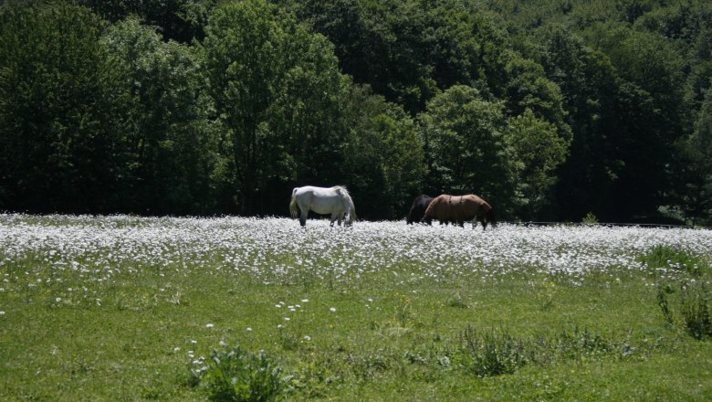 Horses, © Haselhof Horses, © Haselhof