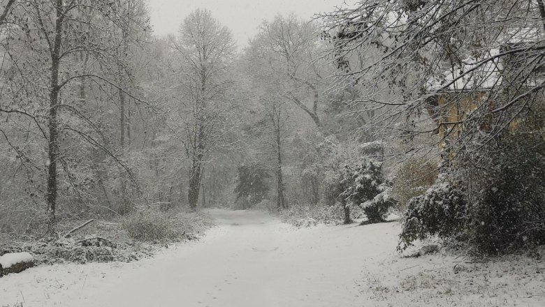 TD-Gasthaus-Konrad- Winter, © Norbert Wolf Snow-covered forest path with footprints in the snow, surrounded by snow-covered trees.