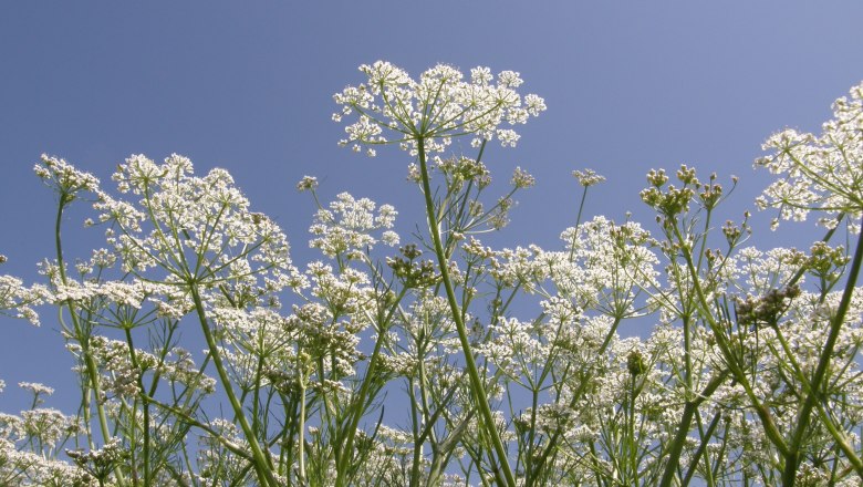 Waldland Vermarktungs GmbH, © Waldland Vermarktungs GmbH White flowers photographed from below against a blue sky.