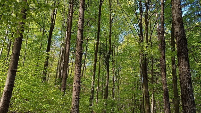 Hiking trails accessible from the vacation apartment, © 1000Kraut Hiking trails accessible from the vacation apartment, © 1000Kraut