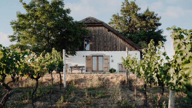 In the middle of the vineyards, © Weinakademie Retz A house surrounded by vineyards with green foliage and a large tree next to it.