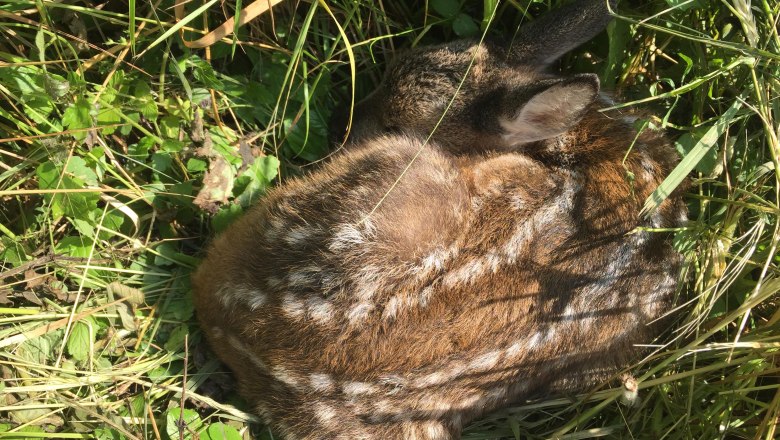 waldschule_rehkitz_klein_c_marcus-zuba, © Marcus Zuba waldschule_rehkitz_klein_c_marcus-zuba, © Marcus Zuba