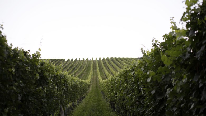 Weingartenzeile, © Weinviertel Tourismus / Christine Wurnig Rows of vines in a vineyard under a clear sky.