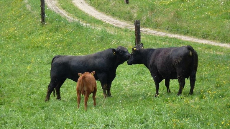 Angus cattle, © Familie Anderl Angus cattle, © Familie Anderl