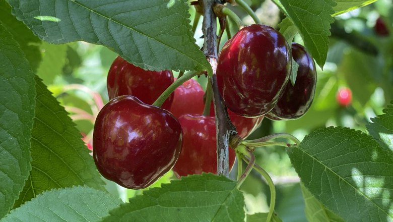 Cherry orchard Bruck/Leitha, © Nicole Windolz Close-up of red cherries on a tree with green leaves.
