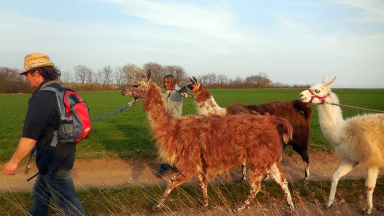 Llamas hiding place, © Schlupfwinkel Lamas People take llamas for a walk on a dirt track.