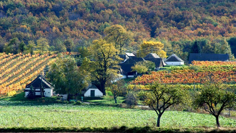 Hadres, © Gemeinde Hadres Landscape with vineyards and houses in the fall.