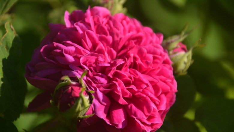 Rose blossom Wild meadow, © Brigitte Mahr Close-up of a pink rose blossom with green leaves in the background.