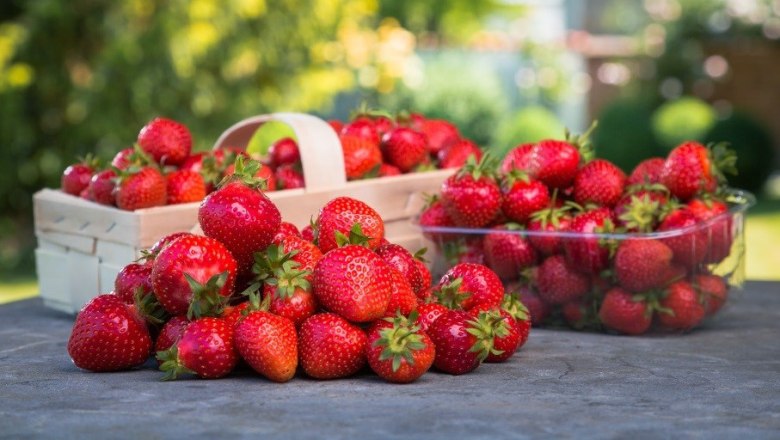 Strawberries, © Fam Edlinger Strawberries, © Fam Edlinger