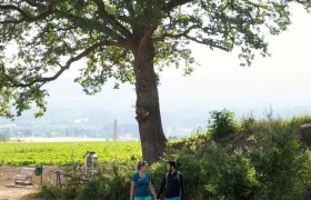 Turkish oak, © Wiener Alpen, Lichtbild Sinawehl A couple walks in a meadow under a large tree in a rural setting.