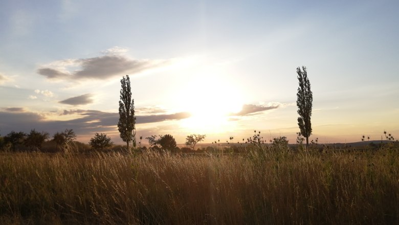Dusk, © Andrea Wiesinger Sunset over a field with trees and tall grass.