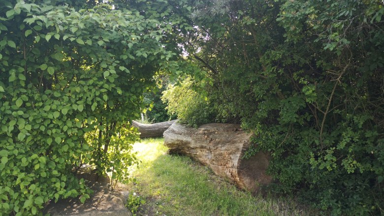 IGL Park in summer, © "Natur im Garten" A sunny park with dense greenery and a large tree trunk on the ground.