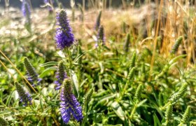 Wild herb safari, © W.I.I.TT Wild herb safari, © W.I.I.TT