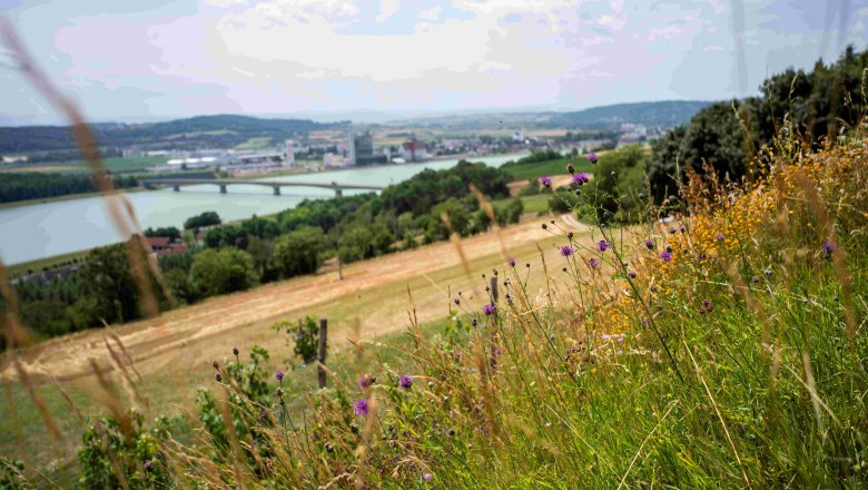 View from the Rindfleischberg, © Robert Herbst View of a landscape with river, bridge and town in the background, flowering meadows in the foreground.