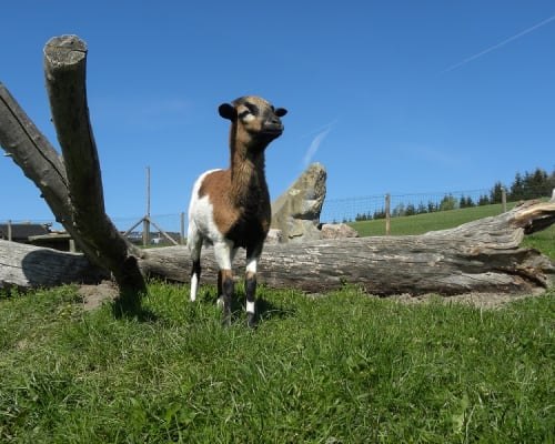 Cameroon Sheep Sheki, © Familie Schweighuber Cameroon Sheep Sheki, © Familie Schweighuber