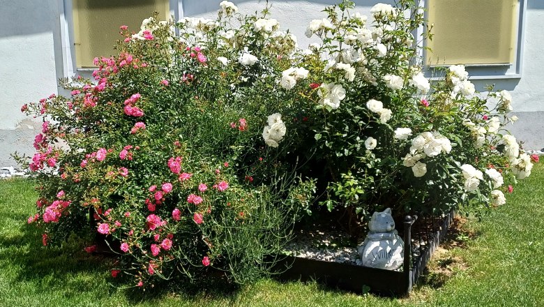 Iron bed with roses and lavender, © Martina Bachzelt Iron bed with roses and lavender, © Martina Bachzelt