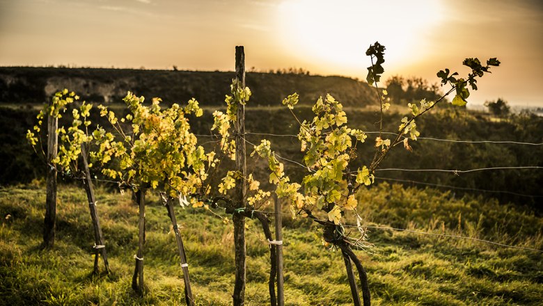 Wagram Herbstlandschaft, © Robert Herbst Wagram Herbstlandschaft, © Robert Herbst