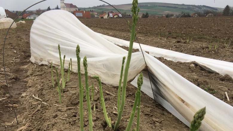 Asparagus field, © Fam. Kleedorfer Asparagus field, © Fam. Kleedorfer