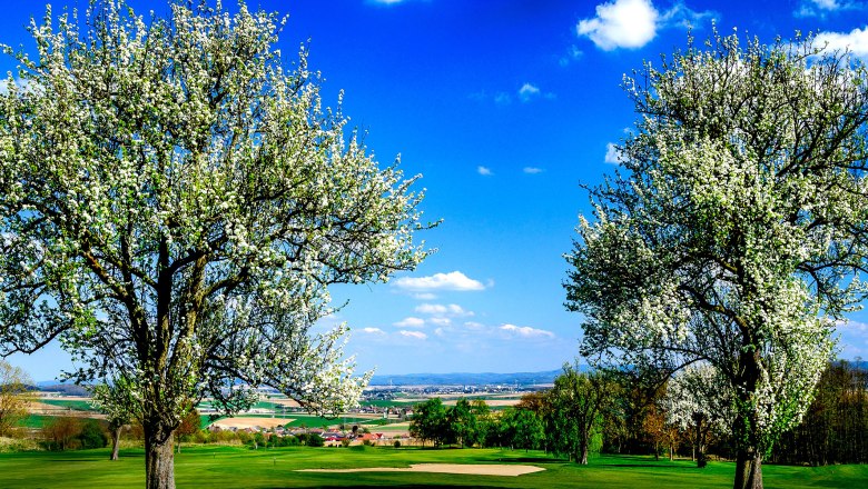 Fruit tree blossom at the golf course, © Pressefoto Lackinger Fruit tree blossom at the golf course, © Pressefoto Lackinger
