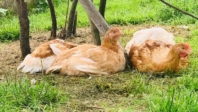 Animals, © Familie Waltenberger Animals, © Familie Waltenberger