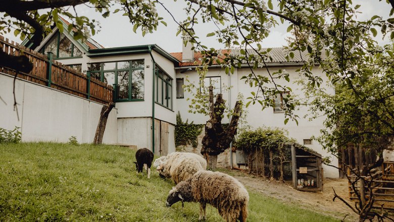 Inn with its own farm, © Niederösterreich Werbung/Sophie Menegaldo Sheep graze on a meadow in front of a house with a wooden veranda.
