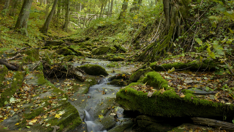 Aumühl valley, © Matthias Schickhofer Idyllic Aumühl valley with the 'Path of Silence'