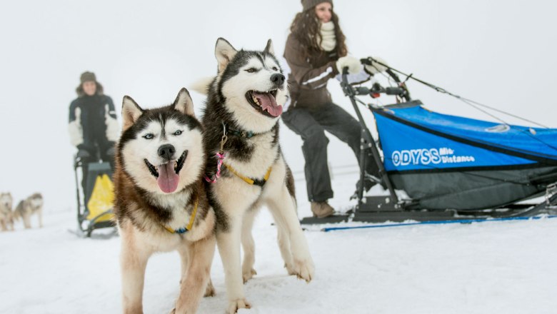 Huskies in the Waldviertel, © Waldviertel Tourismus/ ishootpeople.com Huskies in the Waldviertel, © Waldviertel Tourismus/ ishootpeople.com