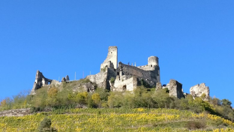 Senftenberg castle ruins summer, © Verein zur Erhaltung der Burgruine Senftenberg Ruins of Senftenberg Castle on a hill with vines in the foreground and a blue sky in the background.