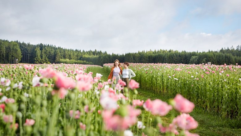 Poppy field, © © Waldviertel Tourismus, Gerhard Wasserbauer Two people walk through a field of blooming pink poppies, surrounded by a forest in the background.
