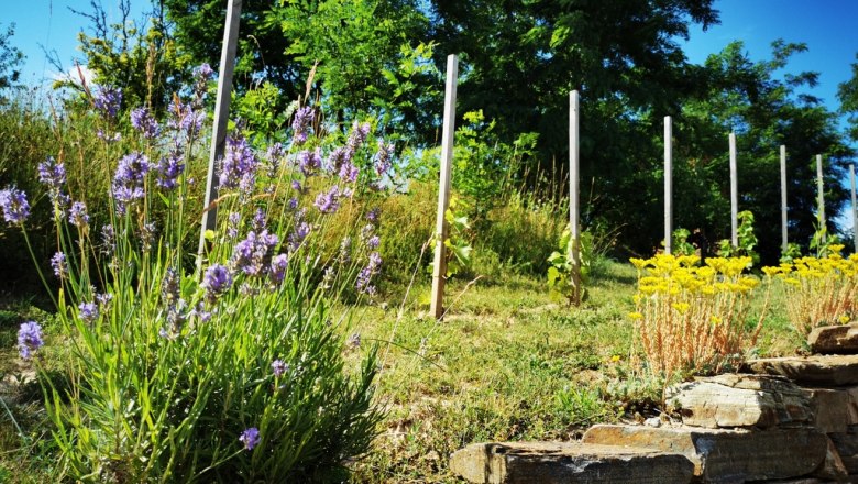 Vogler family winery, © Weinstraße Weinviertel Lavender and yellow flowers in a vineyard with wooden poles and trees in the background.
