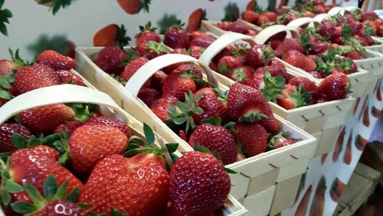 Strawberries, © Familie Unger Strawberries, © Familie Unger