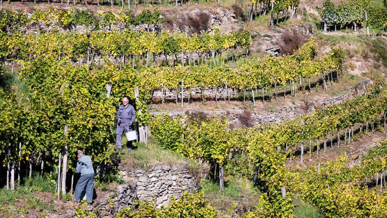 Winemakers at work, © Lachlan Blair Winemakers at work, © Lachlan Blair
