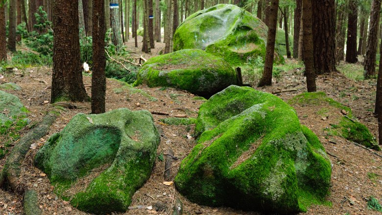 Place of the scorpion, © Gerhard Wanko Moss-covered rocks in the forest with trees in the background.