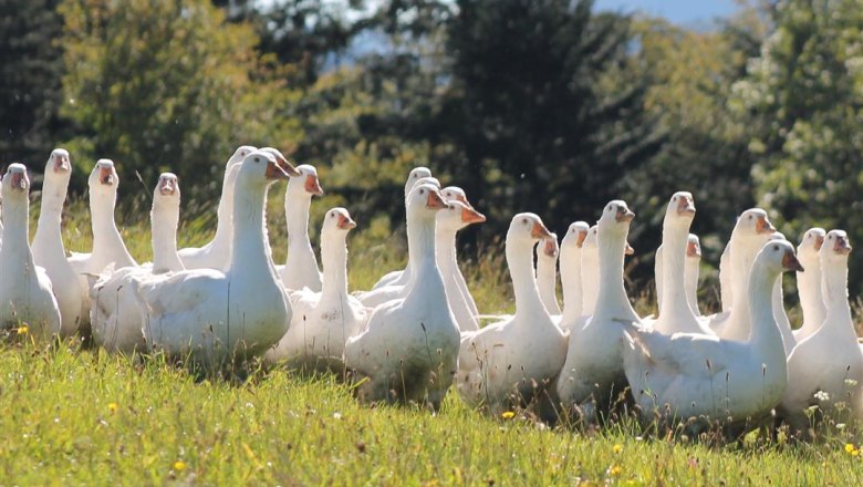Organic grazing geese at Obermaierhof, © Obermaierhof Organic grazing geese at Obermaierhof, © Obermaierhof